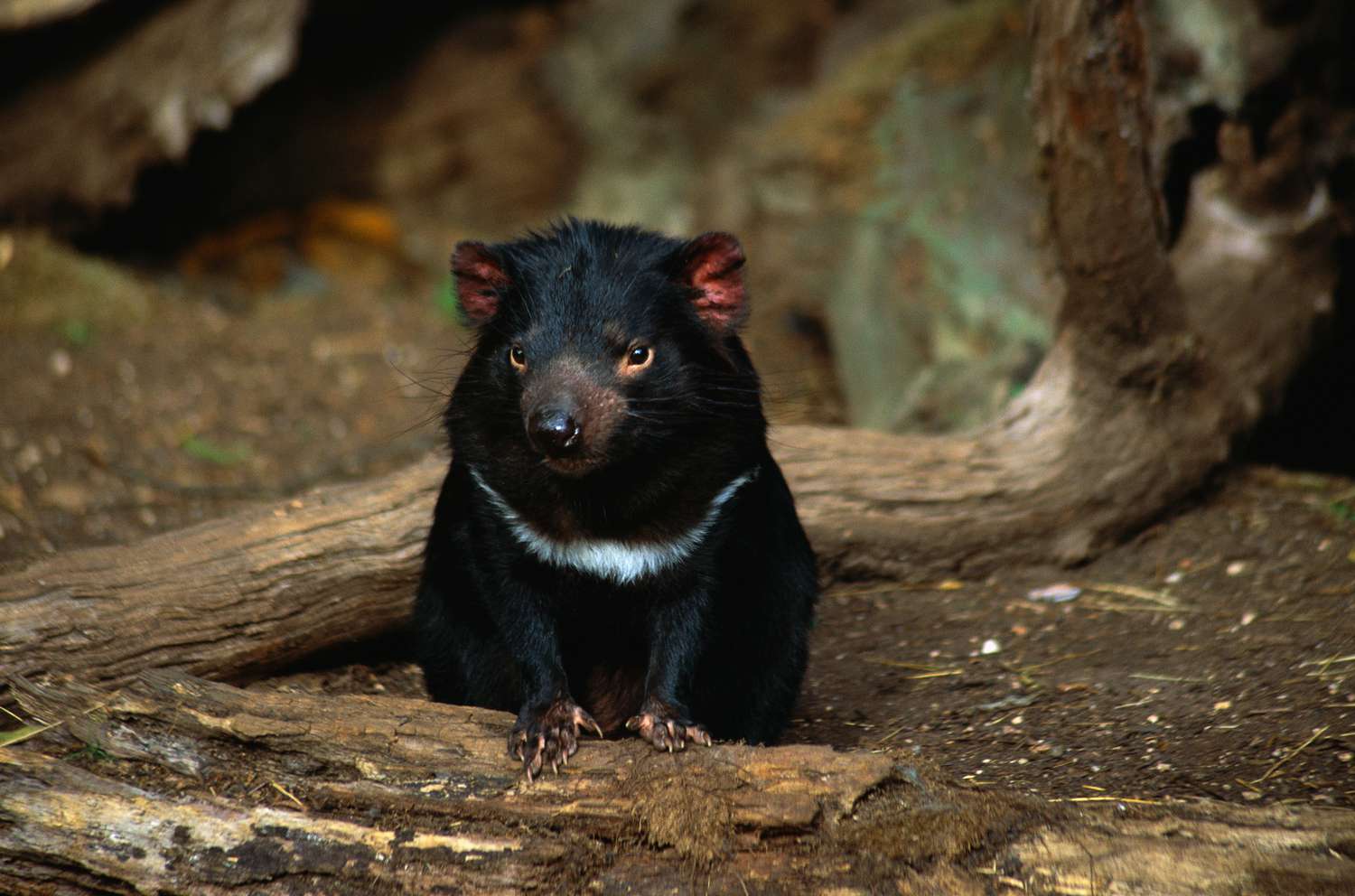 Why the Tasmanian Satan Is Endangered