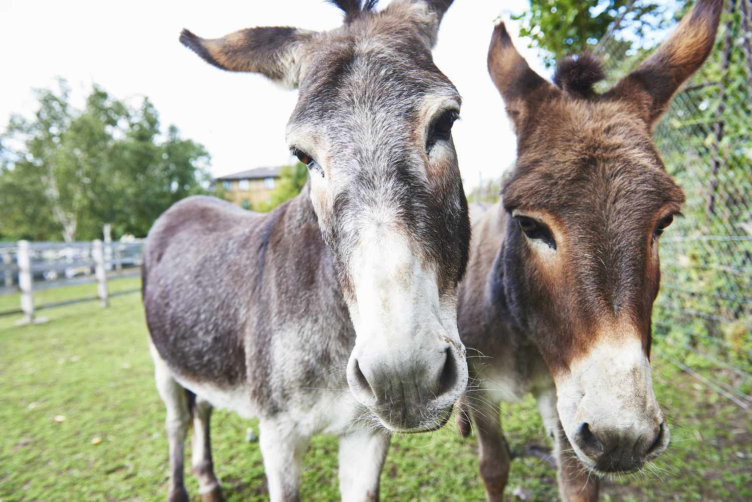 What is the Distinction Between Donkeys and Mules?