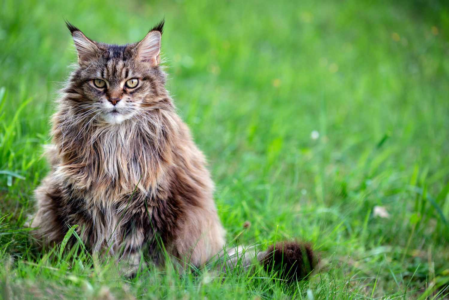 Are Siberian Cats Hypoallergenic?