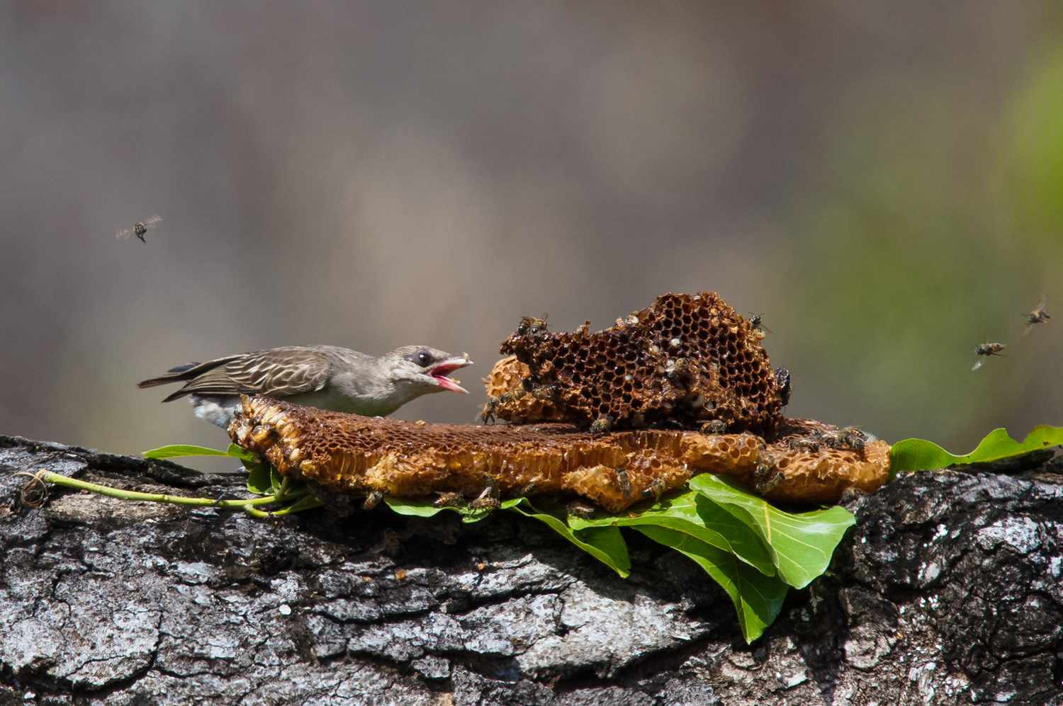 Are Birds and Honey Badgers Teaming As much as Steal From the Bees?