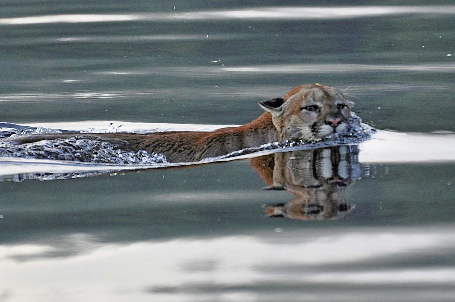 Swimming Cougars Take to the Sea, Astonishing Researchers within the Pacific Northwest