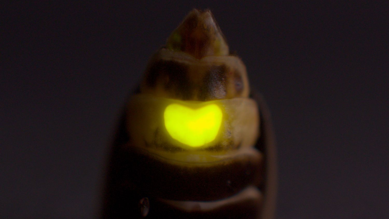 These Fireflies Flirt With Coronary heart-Formed Lanterns