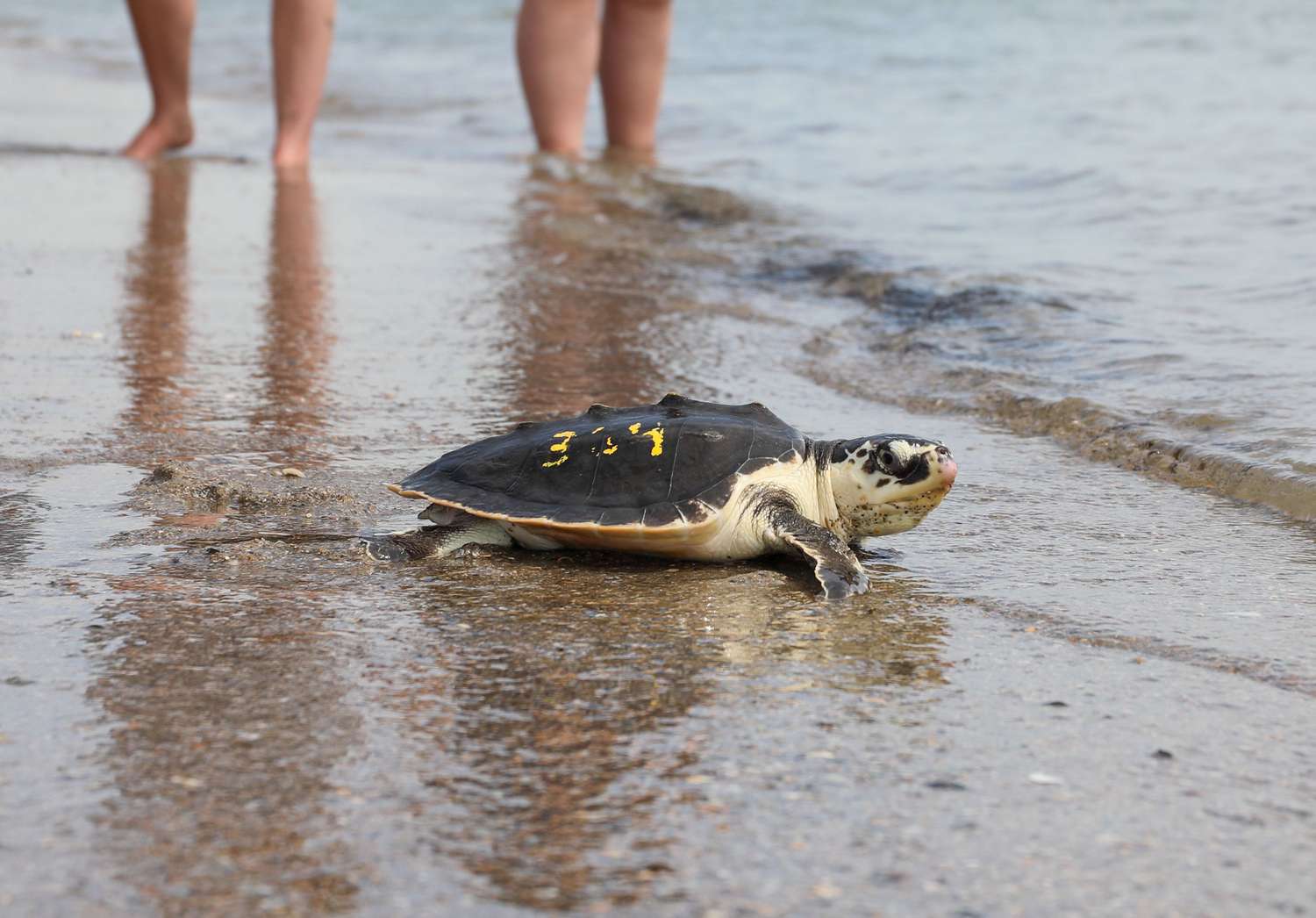 Dozens of Chilly-Surprised Sea Turtles Launched Into the Wild After Months of Rehab