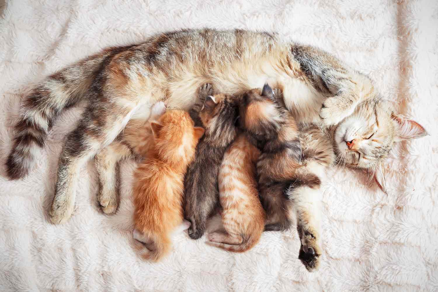 5 Indicators a Kitten Was Separated From Its Mom Too Quickly