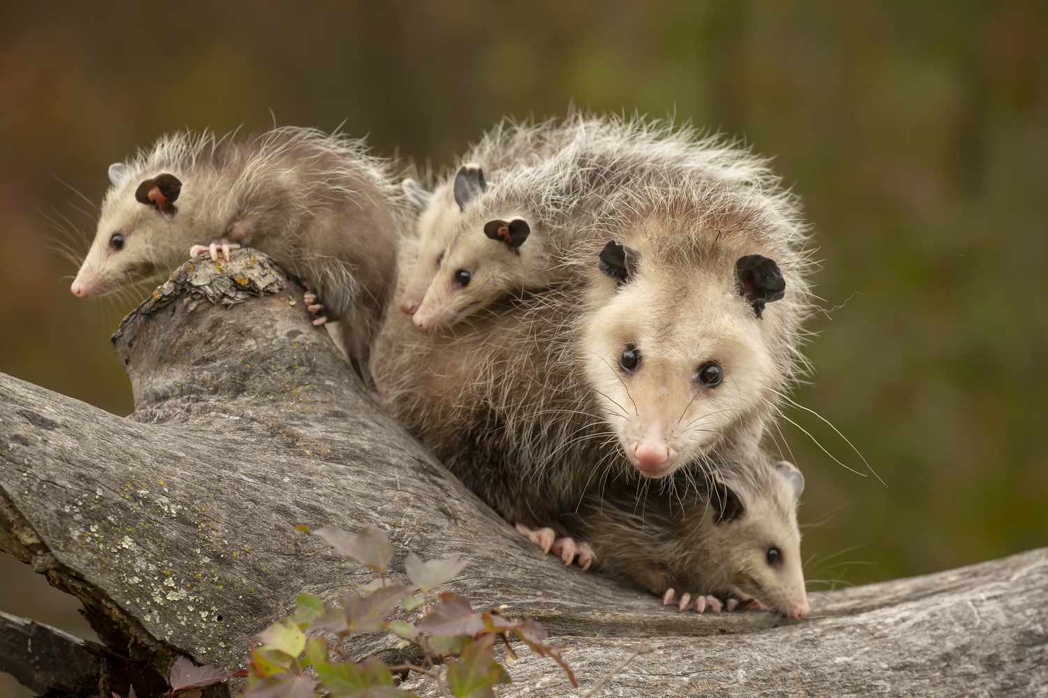 10 Issues You Did not Know About Opossums