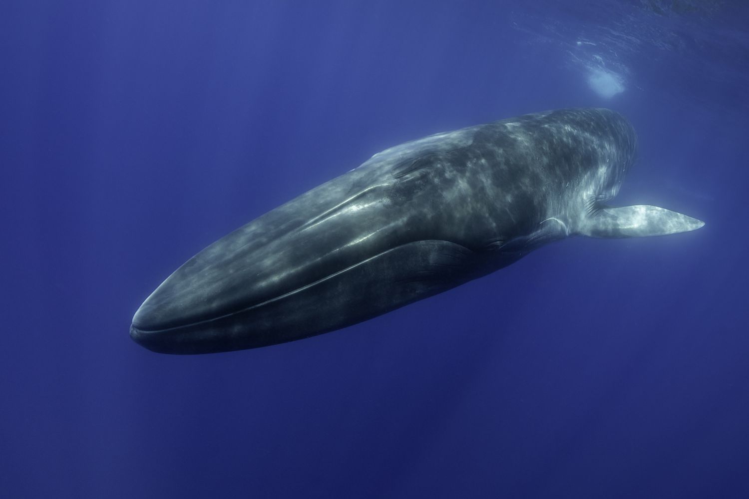 Why Fin Whales Are Endangered and What We Can Do