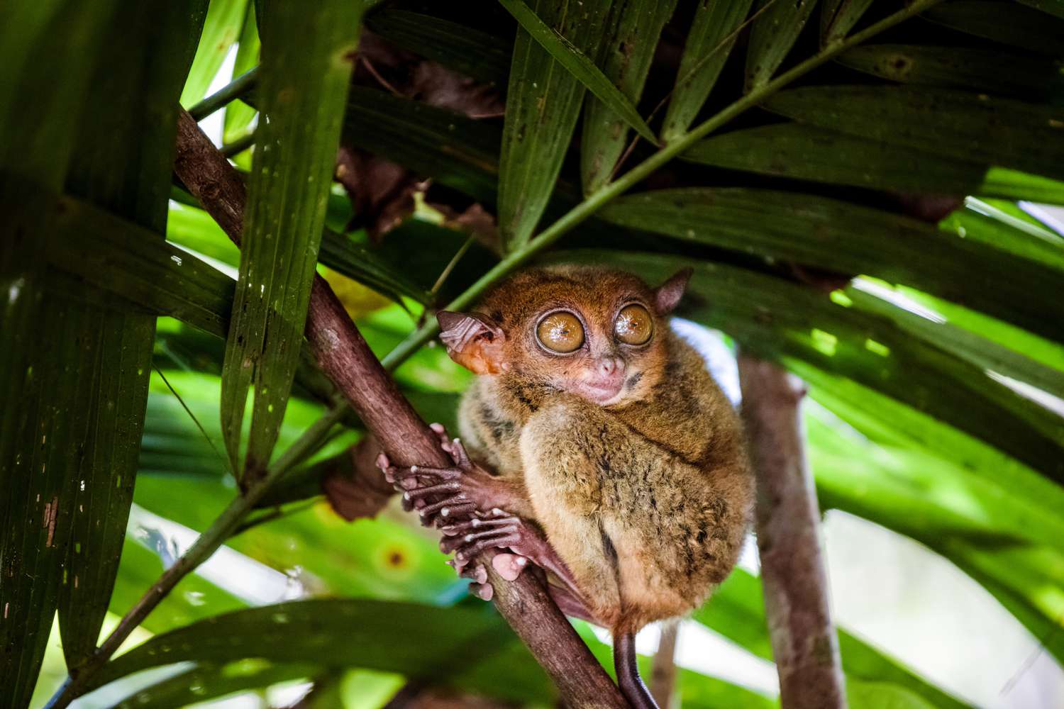 10 Terrific Information About Tarsiers