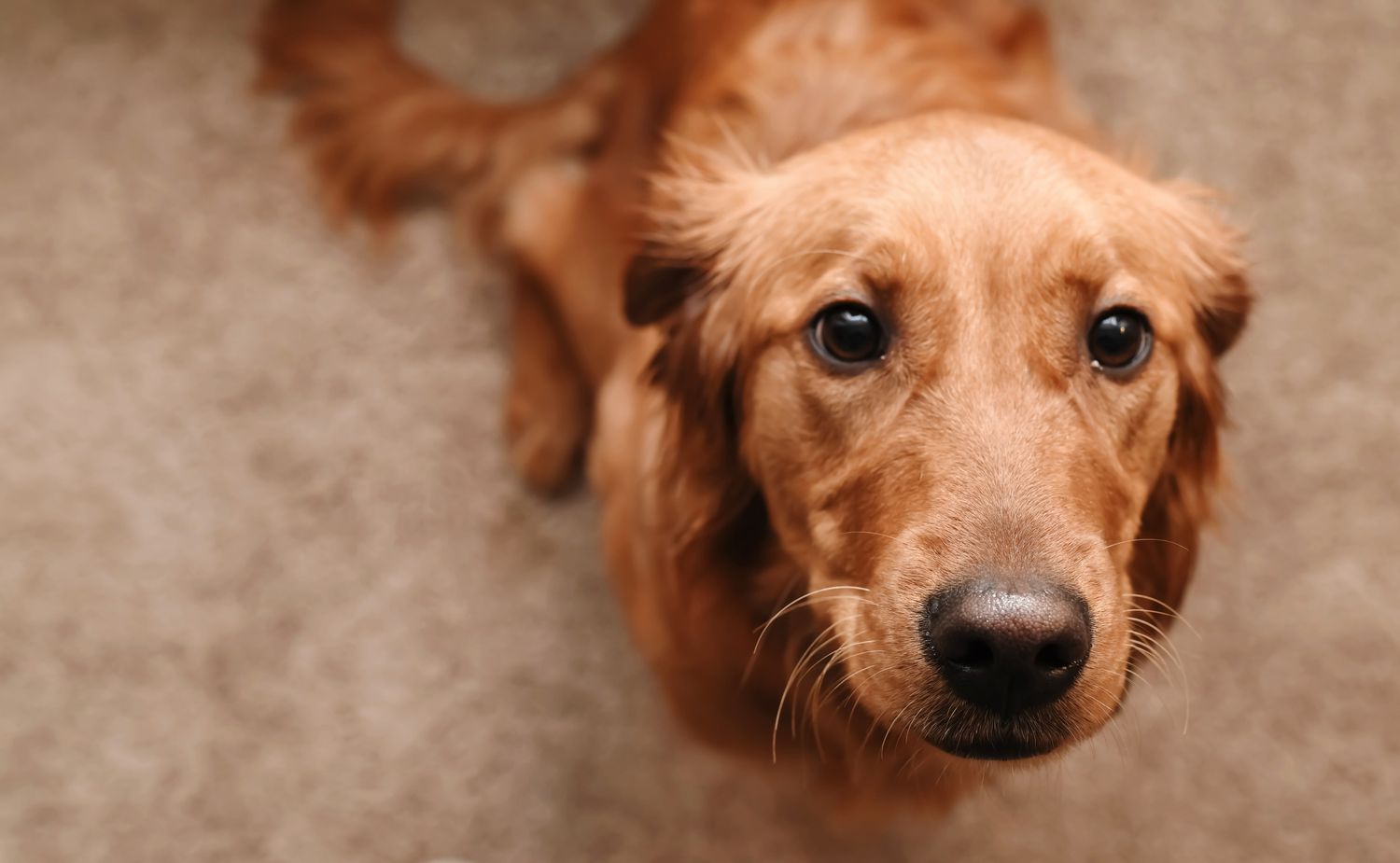 6 Medical Situations That Canine Can Sniff Out