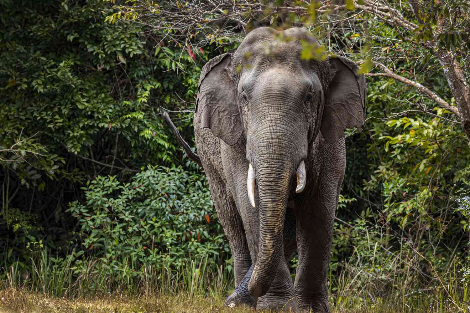 Why Indian Elephants Are Endangered and What We Can Do