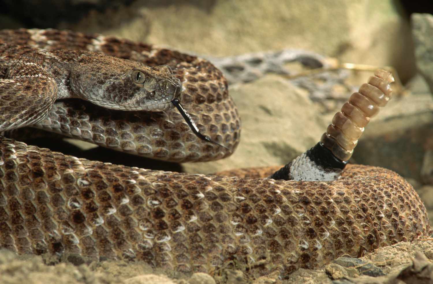 12 Outstanding Information About Rattlesnakes