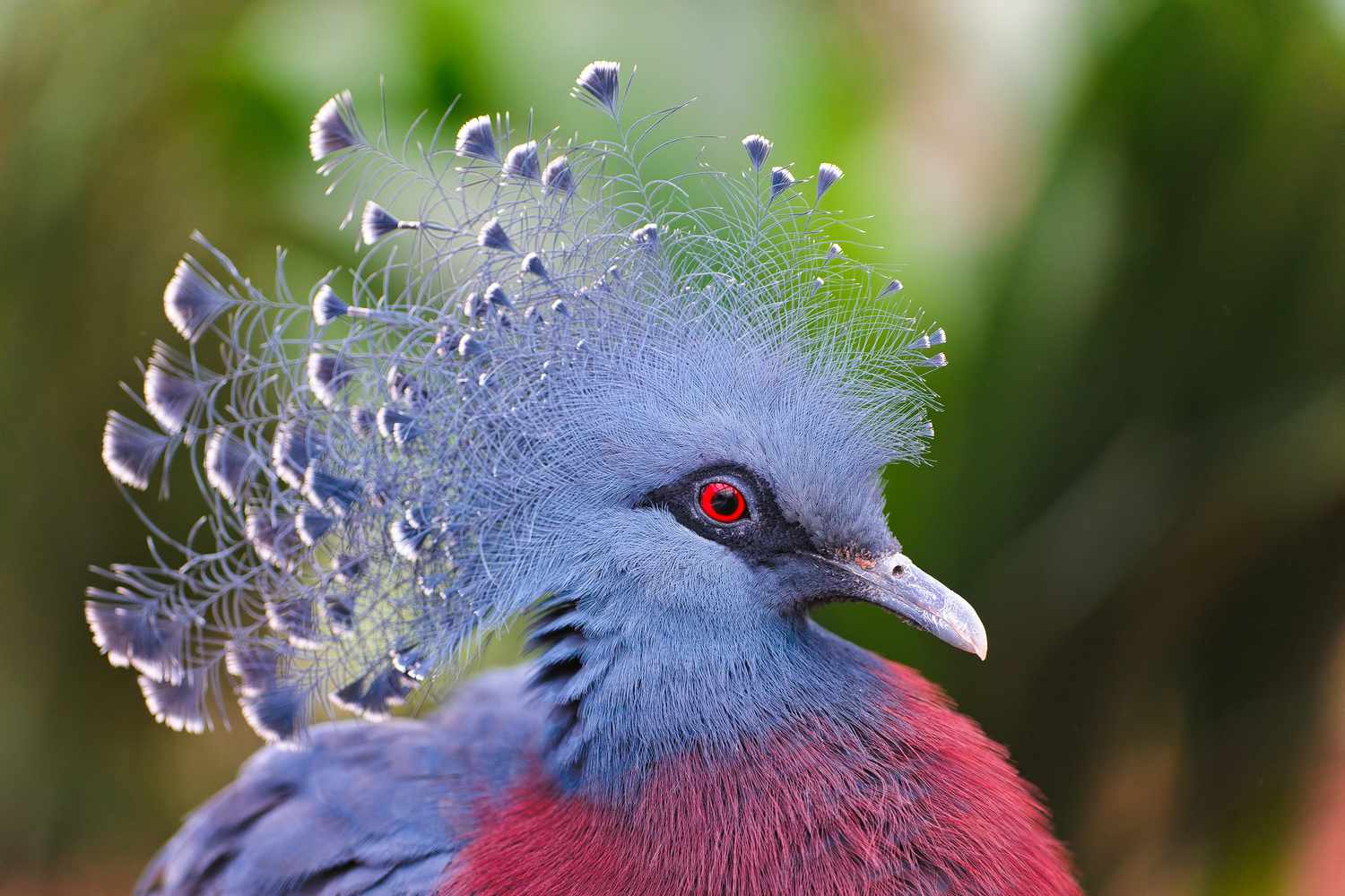 15 Birds With Snazzier Hairdos Than You