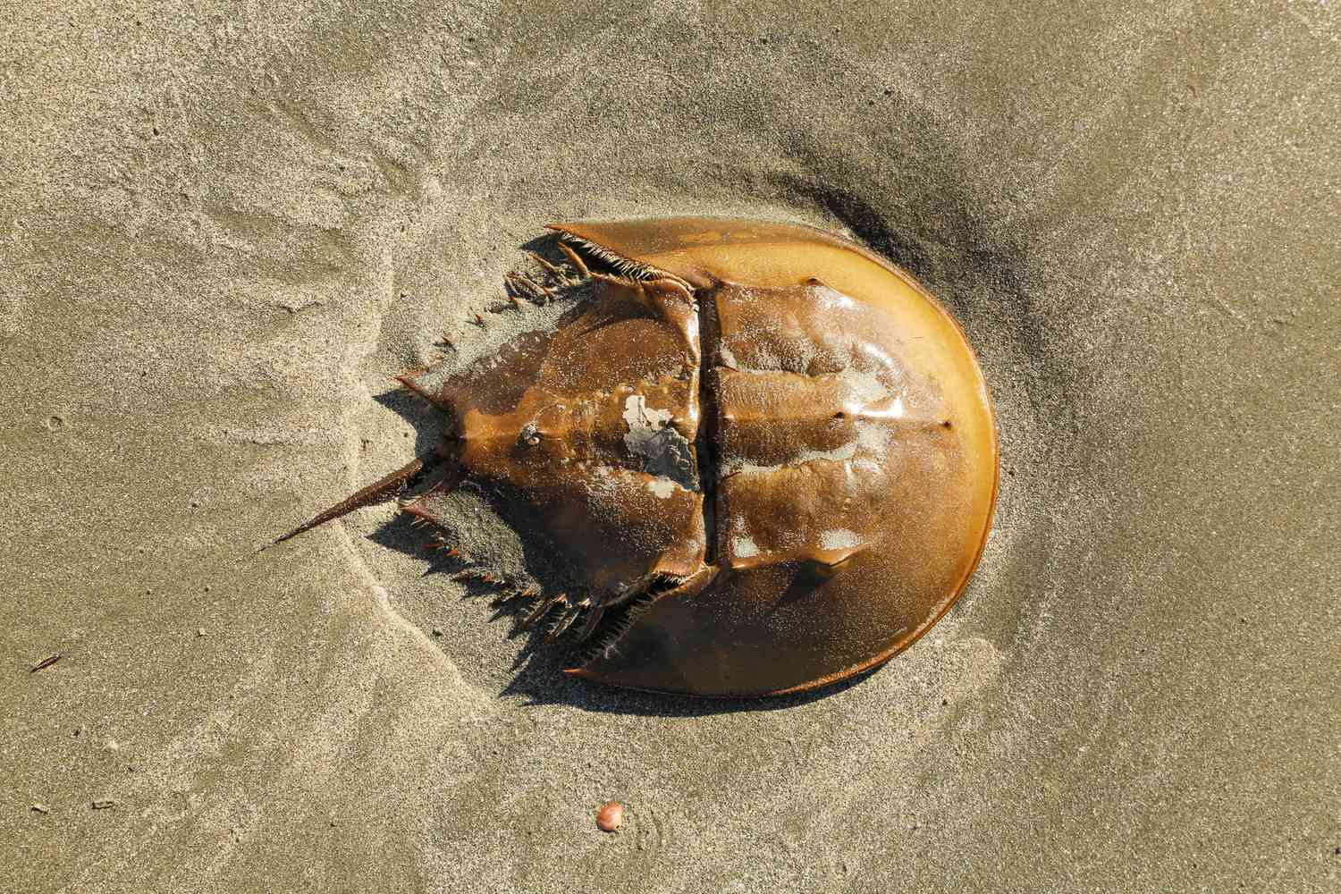 Are Horseshoe Crabs Endangered? Conservation Standing and Threats