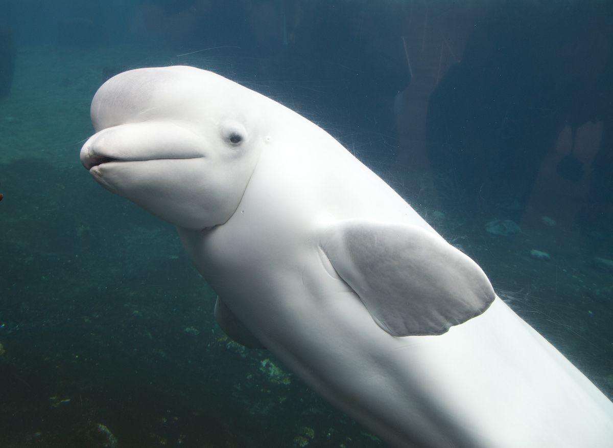 Beluga Whale Dies at Mystic Aquarium After Controversial Transport