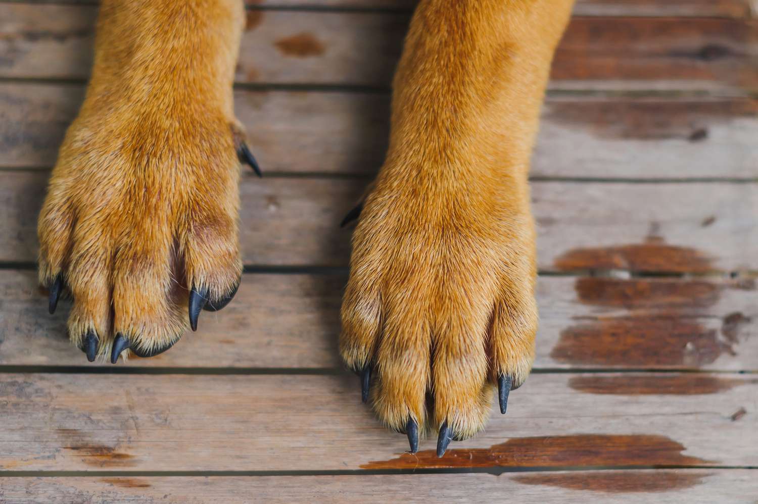 18 Issues You Did not Know About Canine Paws