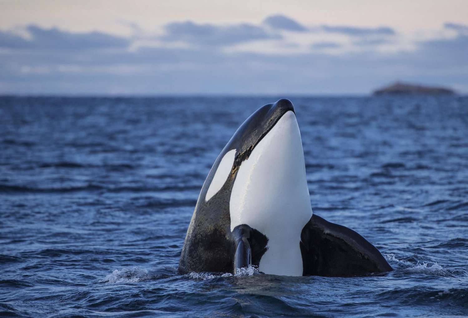 Are Orcas Endangered? Conservation Standing and Threats