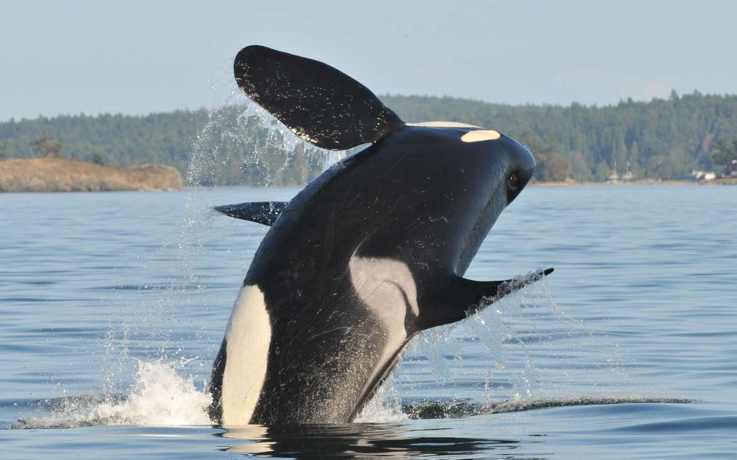 These Orca Mothers Shield Their Sons From Fights