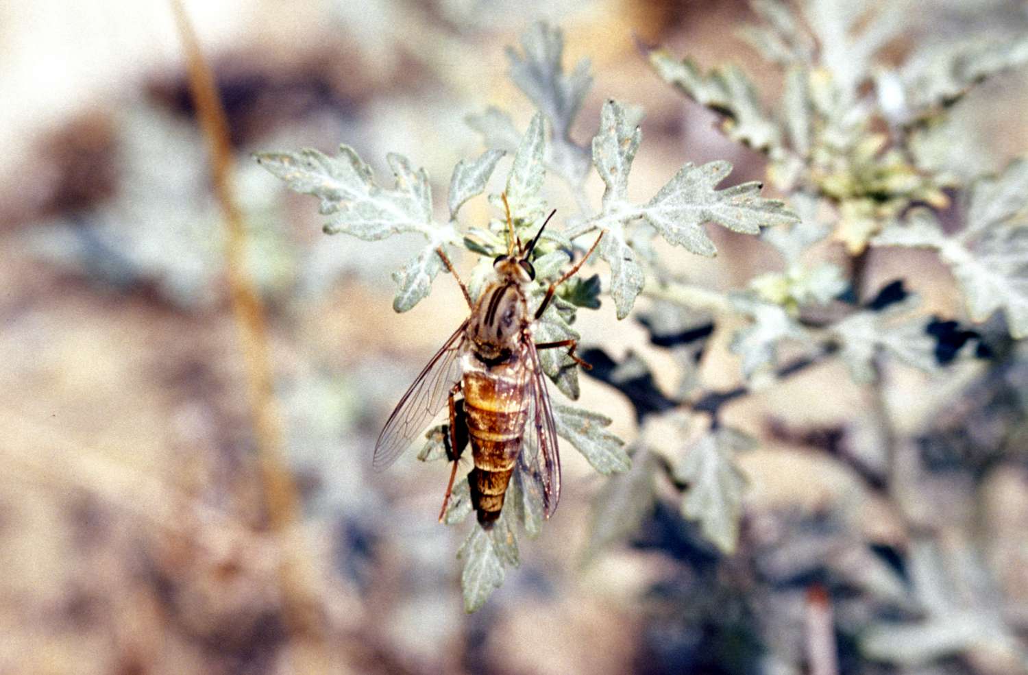 9 Creepy Endangered Bugs You Should not Squish