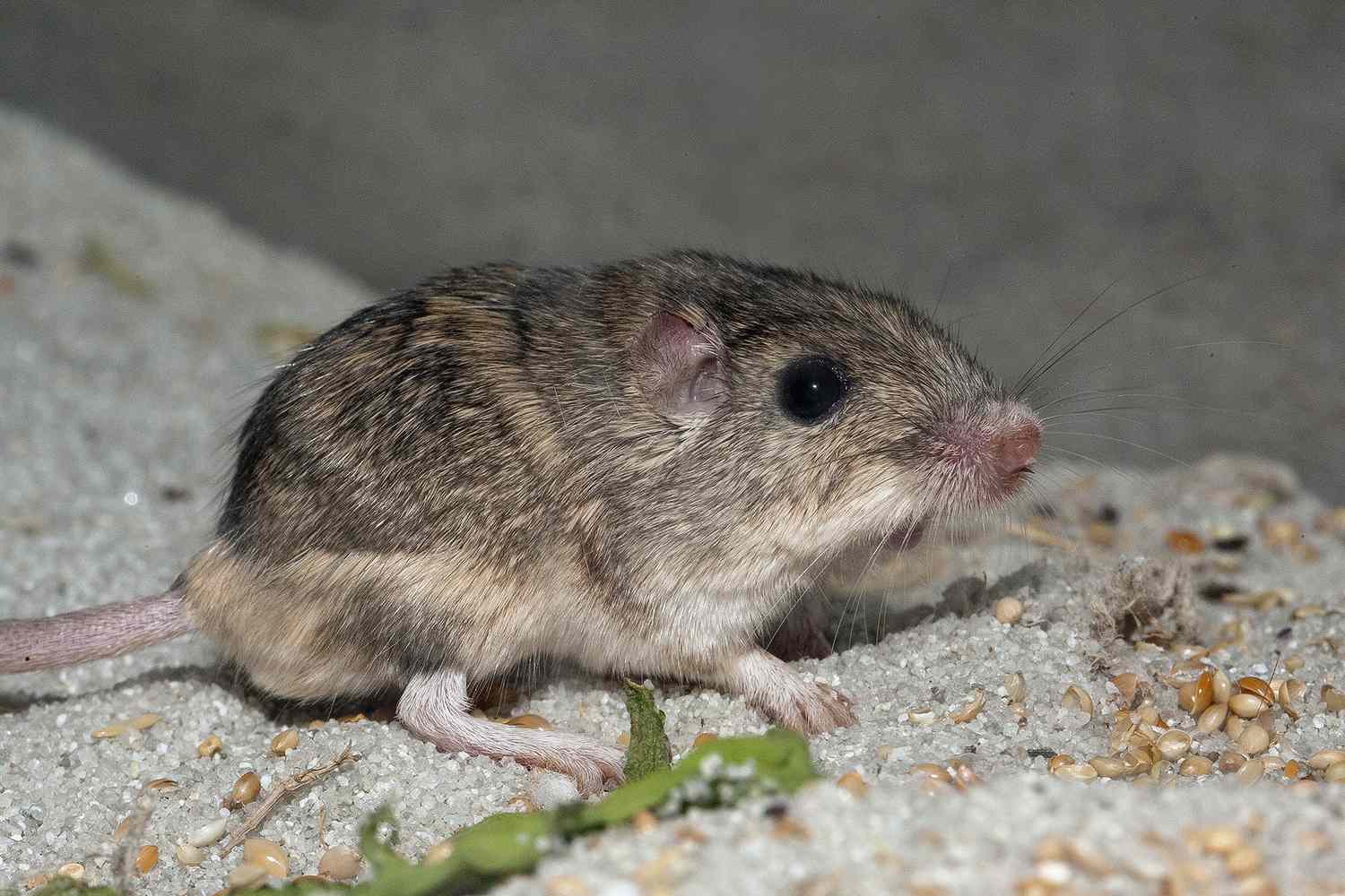 9-Yr-Previous Pocket Mouse Named ‘Oldest Dwelling Mouse in Human Care’