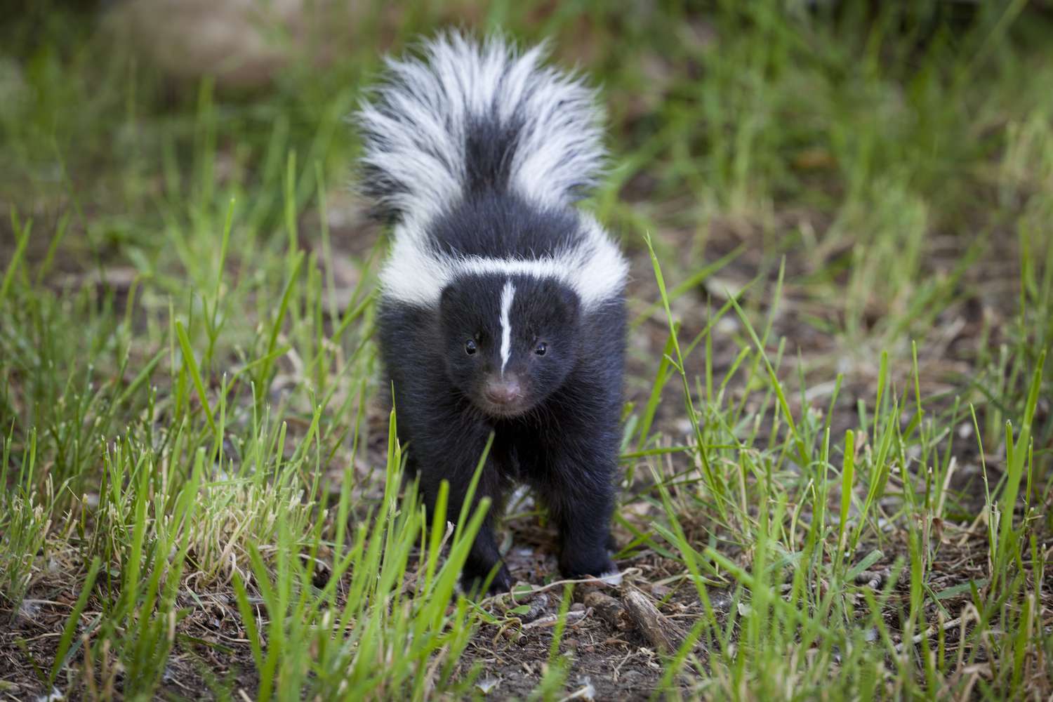 How To Get Rid of Skunk Scent, In response to Chemists