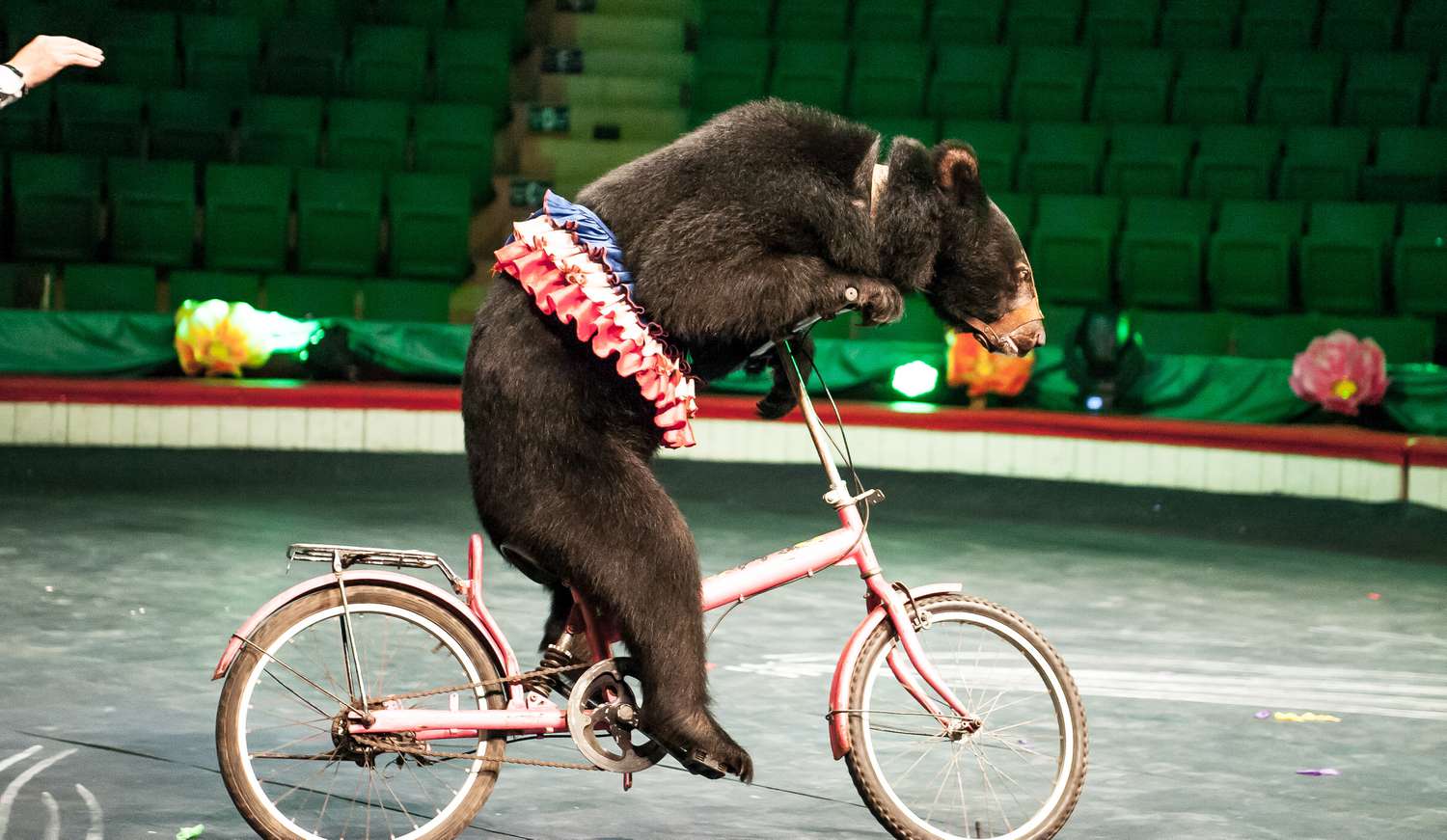 No Extra Bikes and Dancing for These Circus Bears