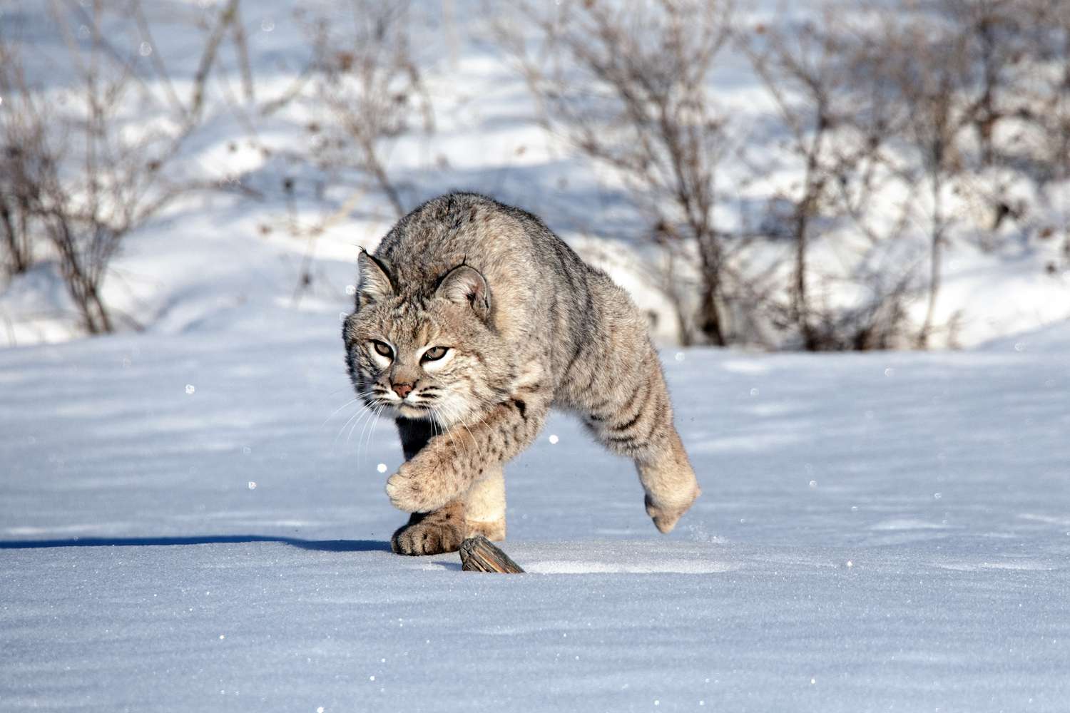 8 Fascinating Details About Bobcats