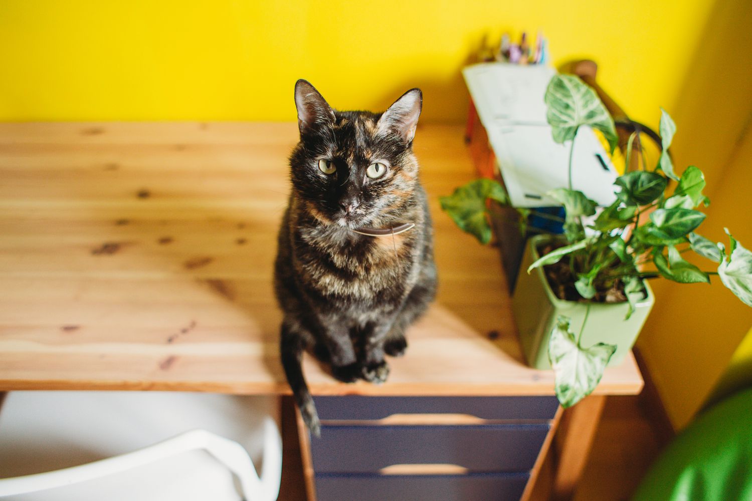 Why Are Male Calico Cats So Uncommon?