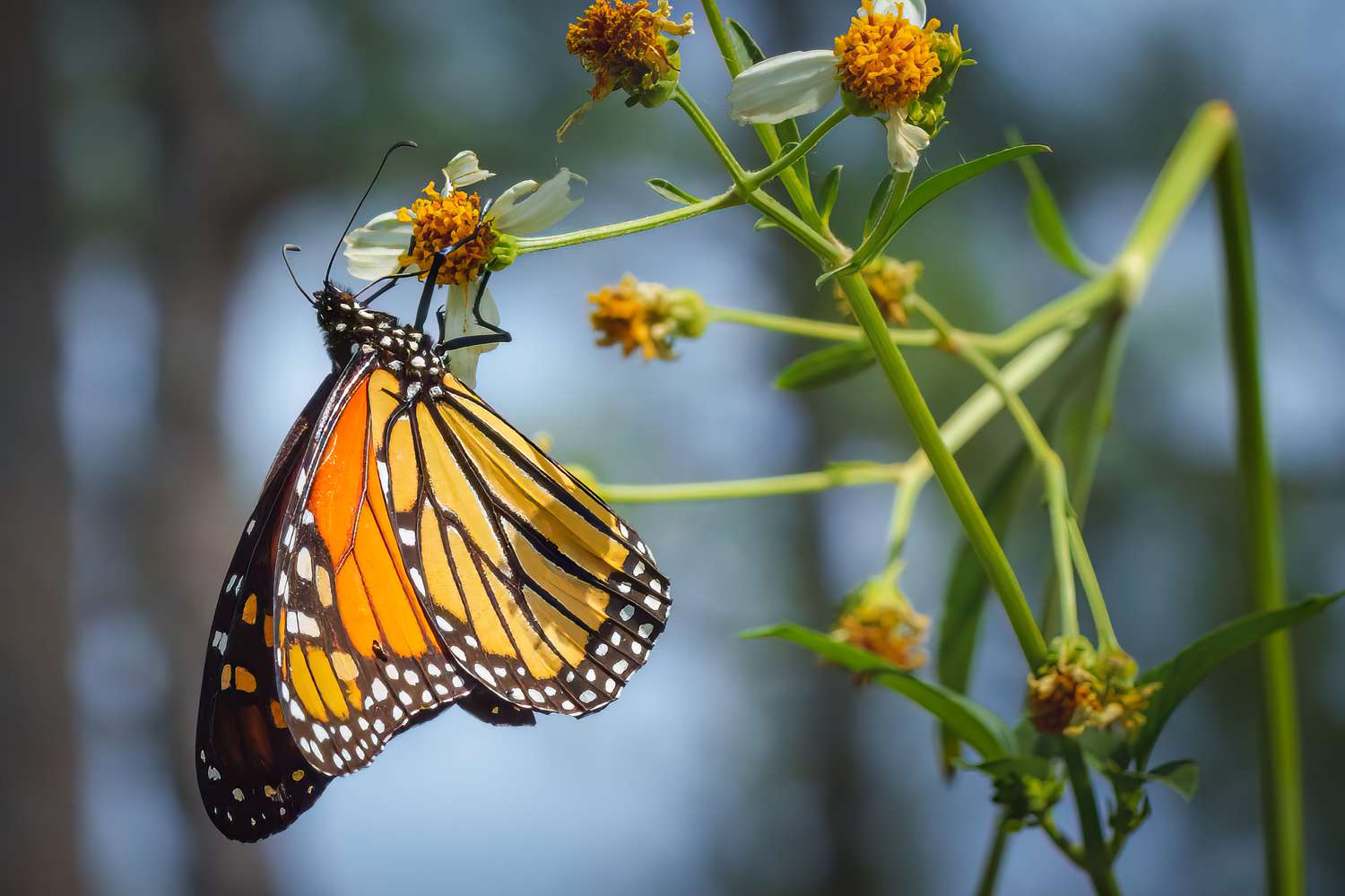 Monarch Butterflies Will Go Extinct if We Do not Take Motion Now