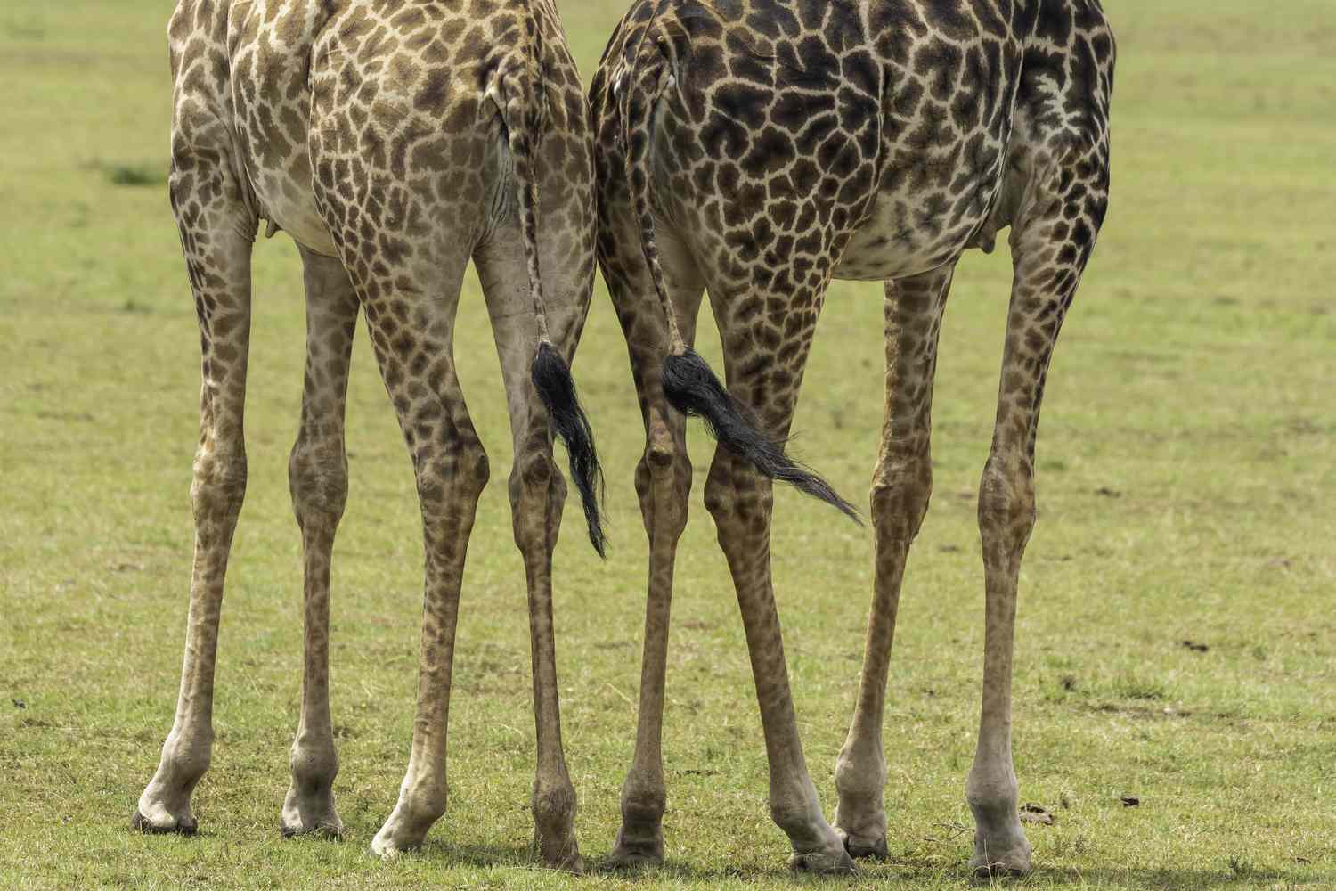 Lengthy Legs Do not Make Giraffes All That Athletic