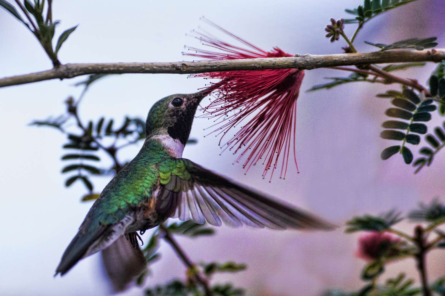 Hummingbirds Are Sipping Booze All Day