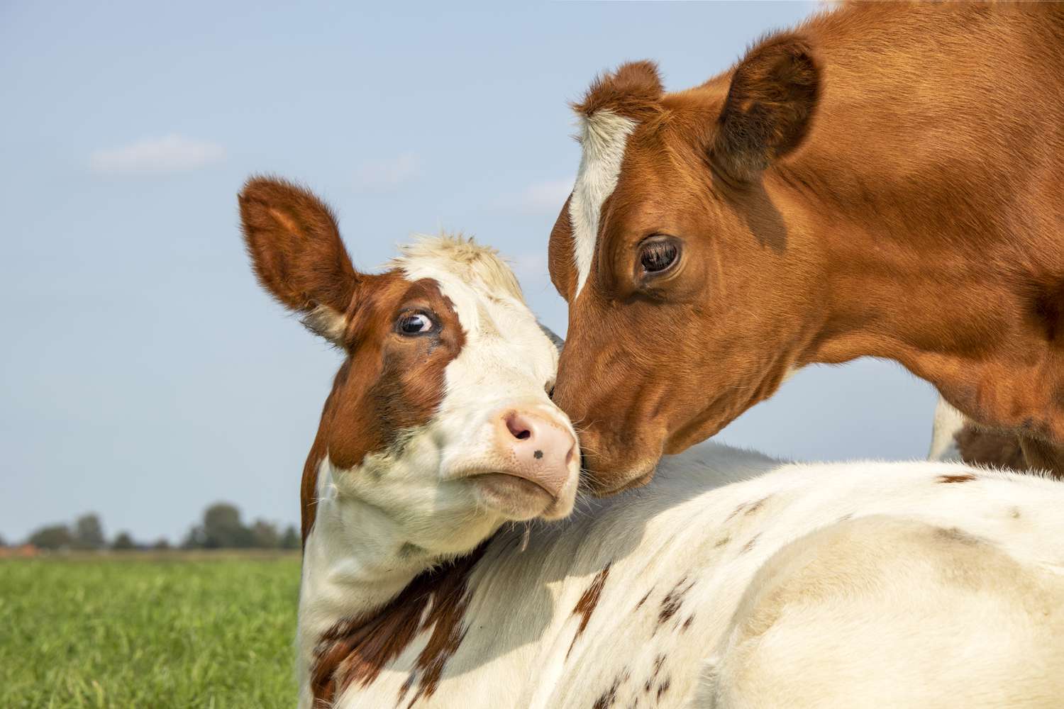 22 Issues You Did not Know About Cows