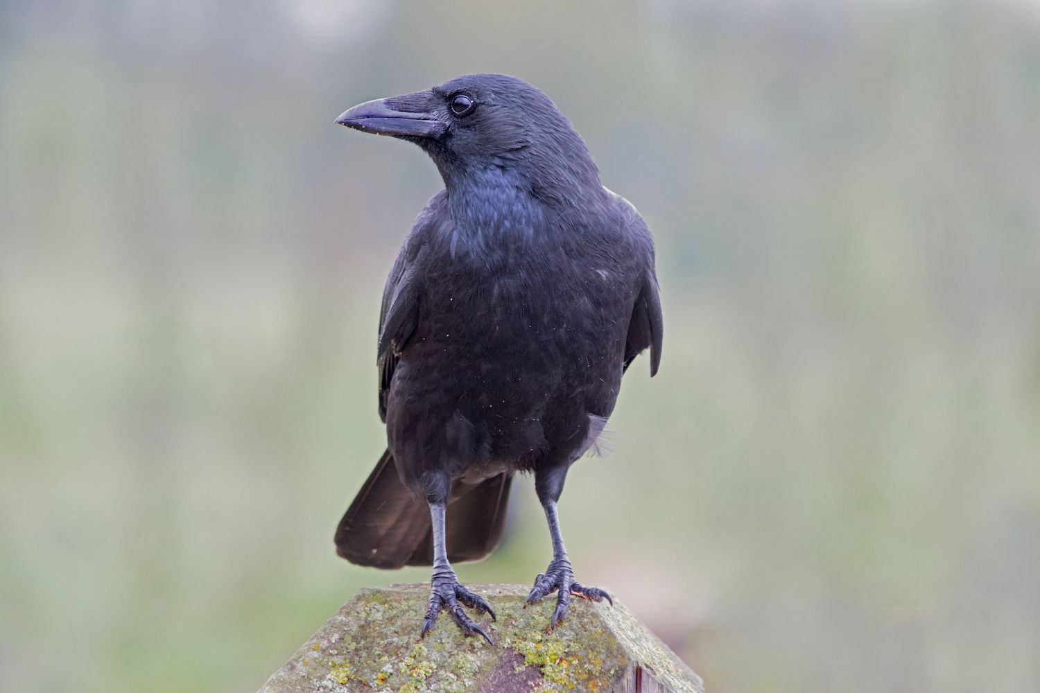 Crows Have a Human-Like Grammar Ability, Scientists Discover