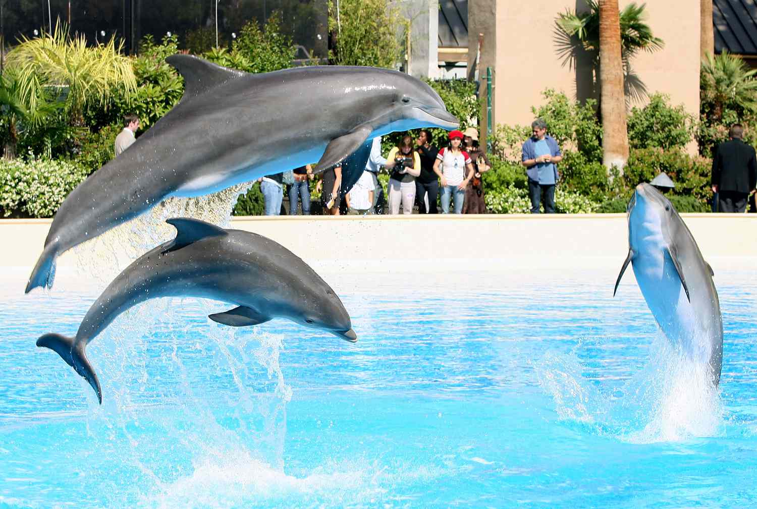 Too Many Dolphins Have Died on the Mirage On line casino in Las Vegas