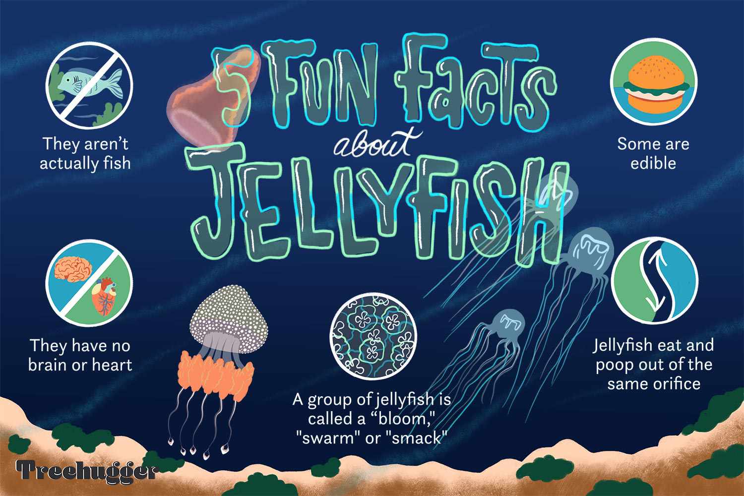 12 Fascinating Info About Jellyfish