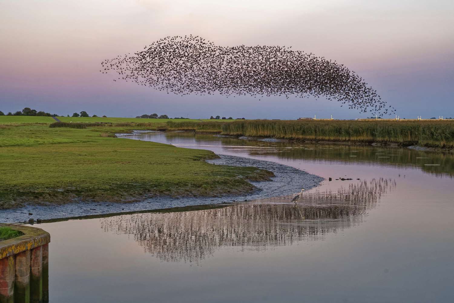 The Unbelievable Science Behind Starling Murmurations