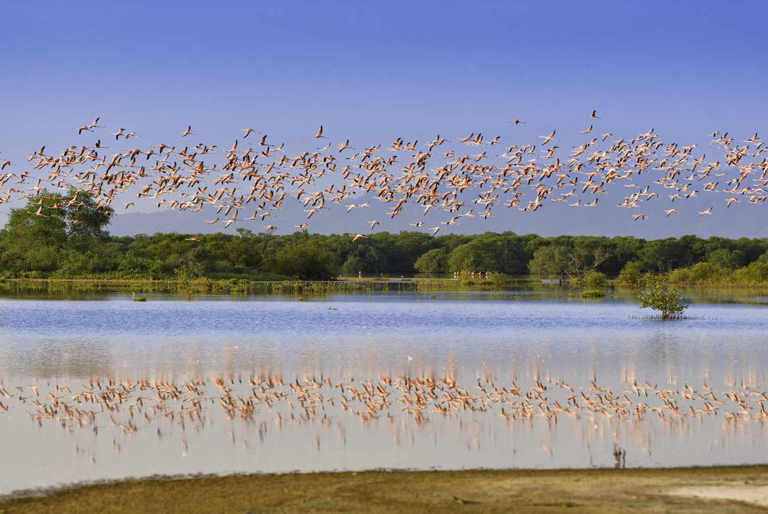 14 of the Biggest Animal Migrations