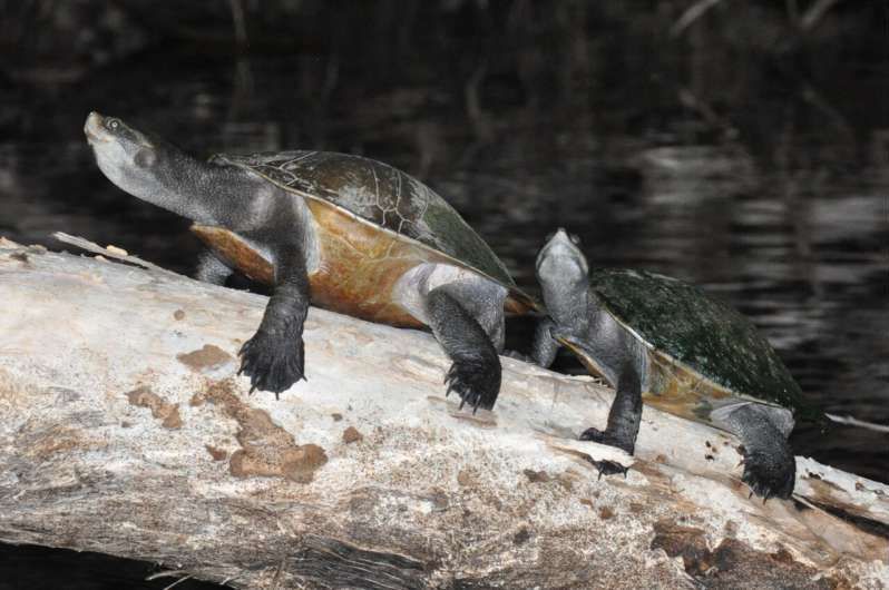 Turtles Across the World Are Basking in Moonlight