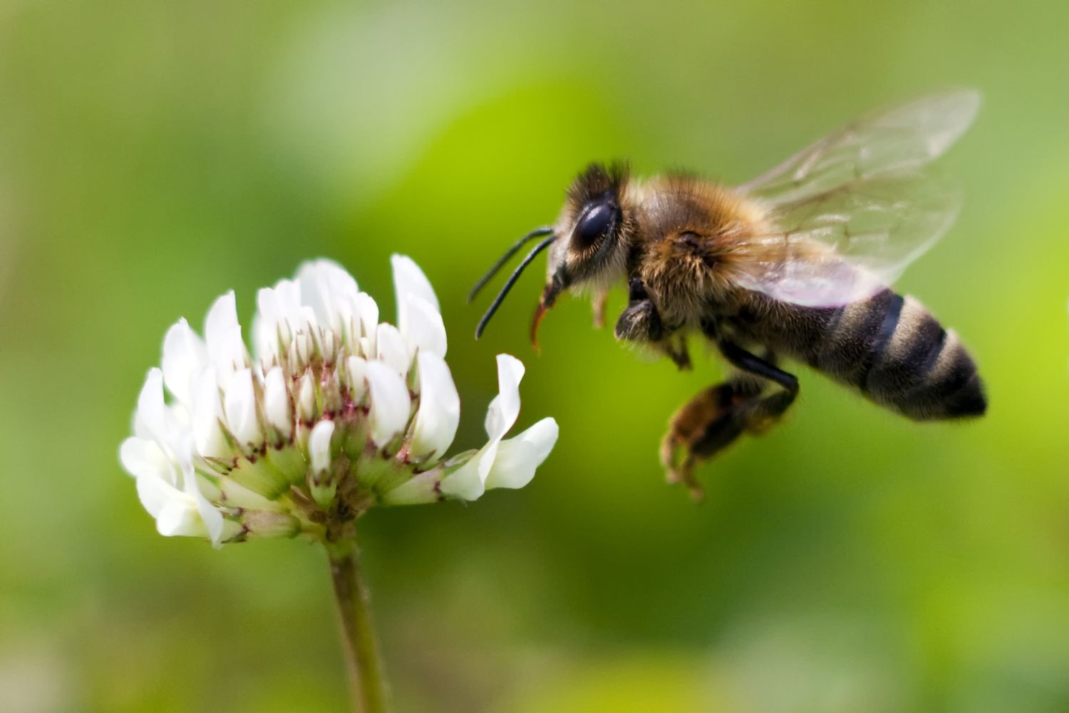 Why Some Bees Are Endangered and What We Can Do to Assist