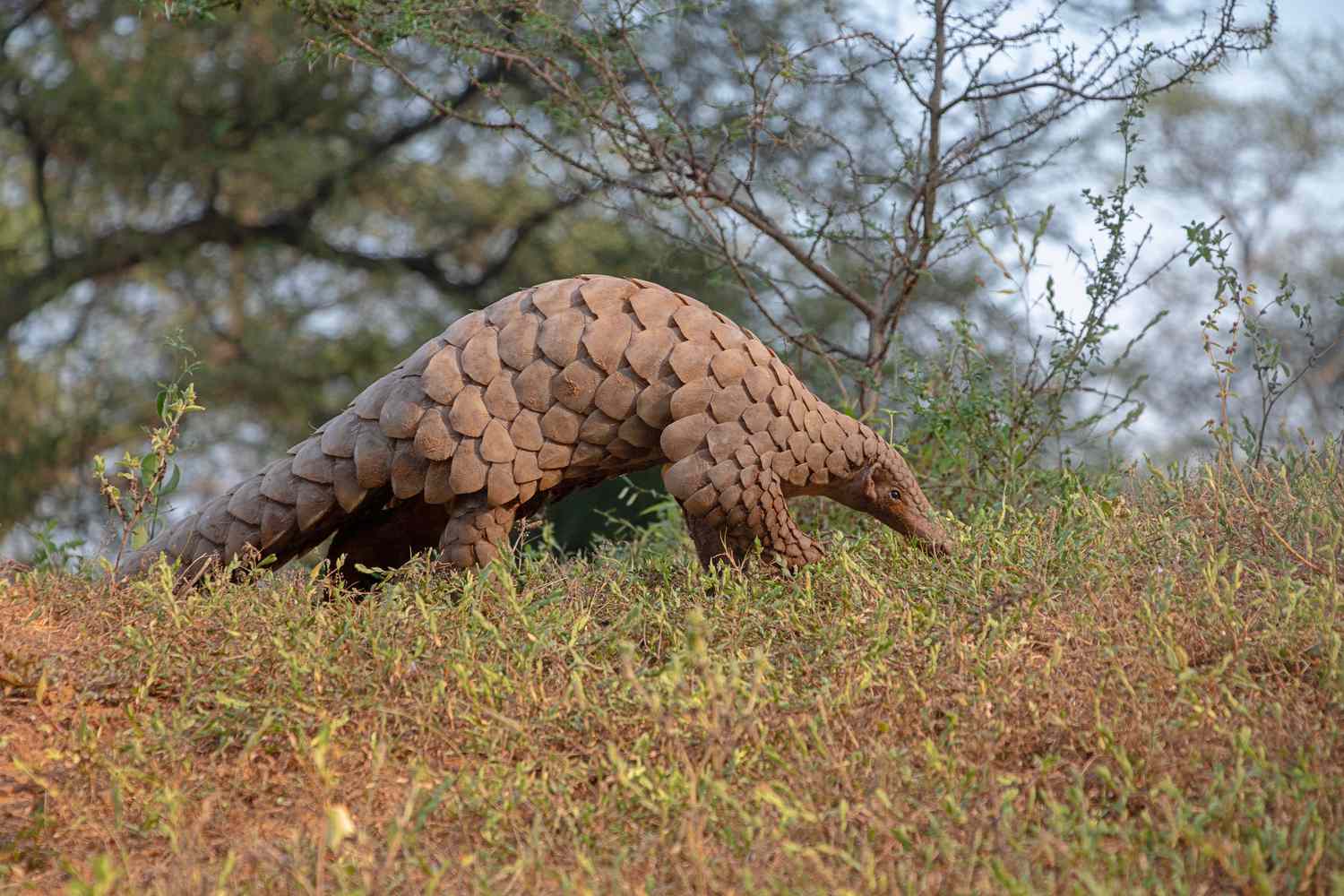 New Initiative Launched to Save World’s Most Trafficked Wild Mammal