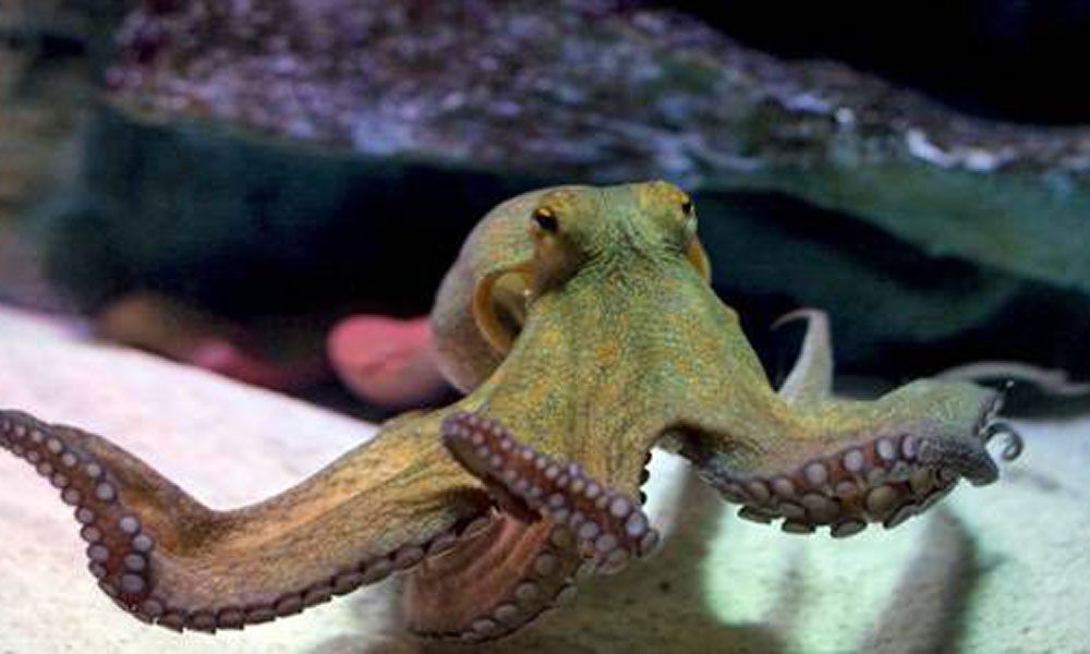 Must you get a pet octopus?