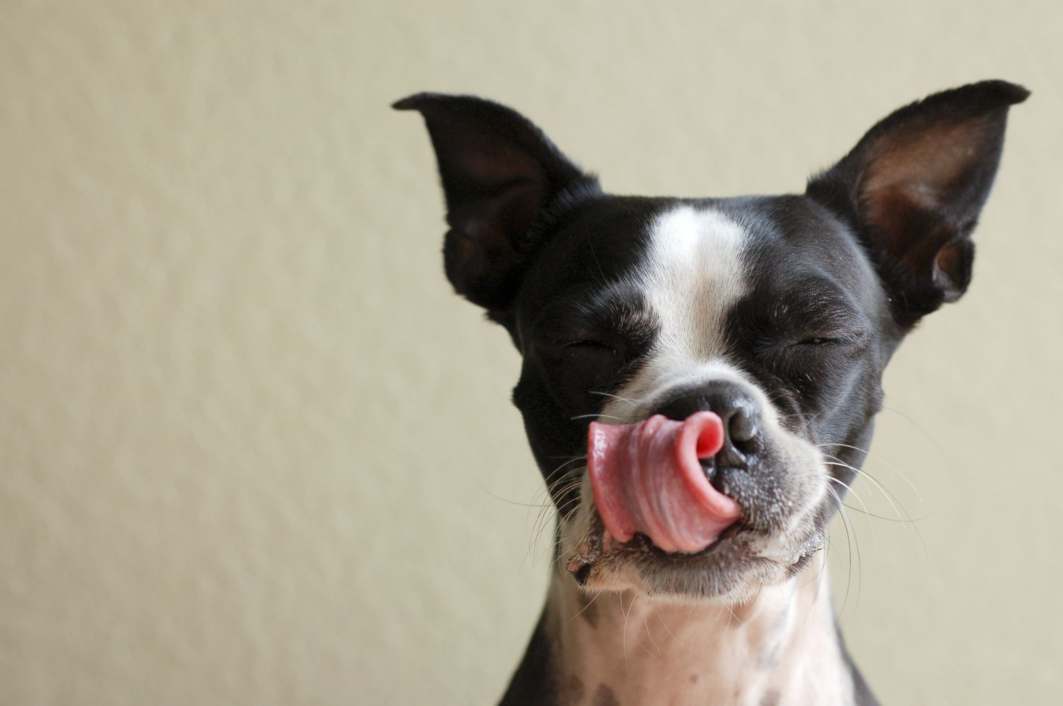15 Human Meals Canines Can Eat and 6 Meals They Should not
