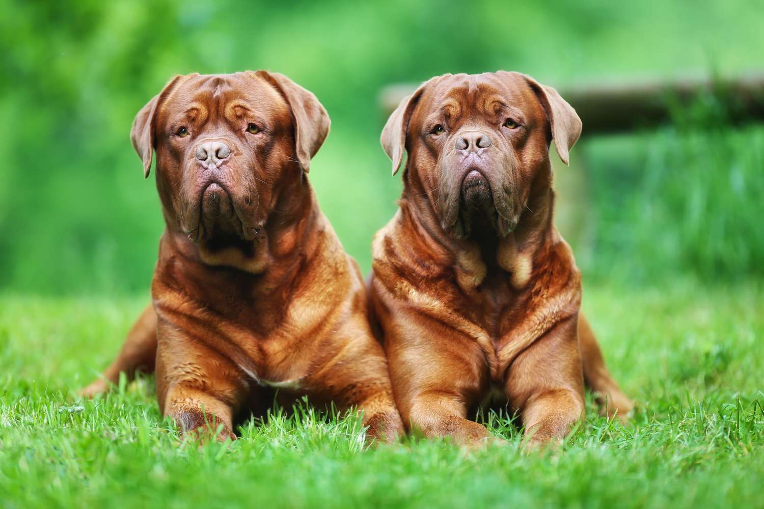 9 of the World’s Largest Canine Breeds