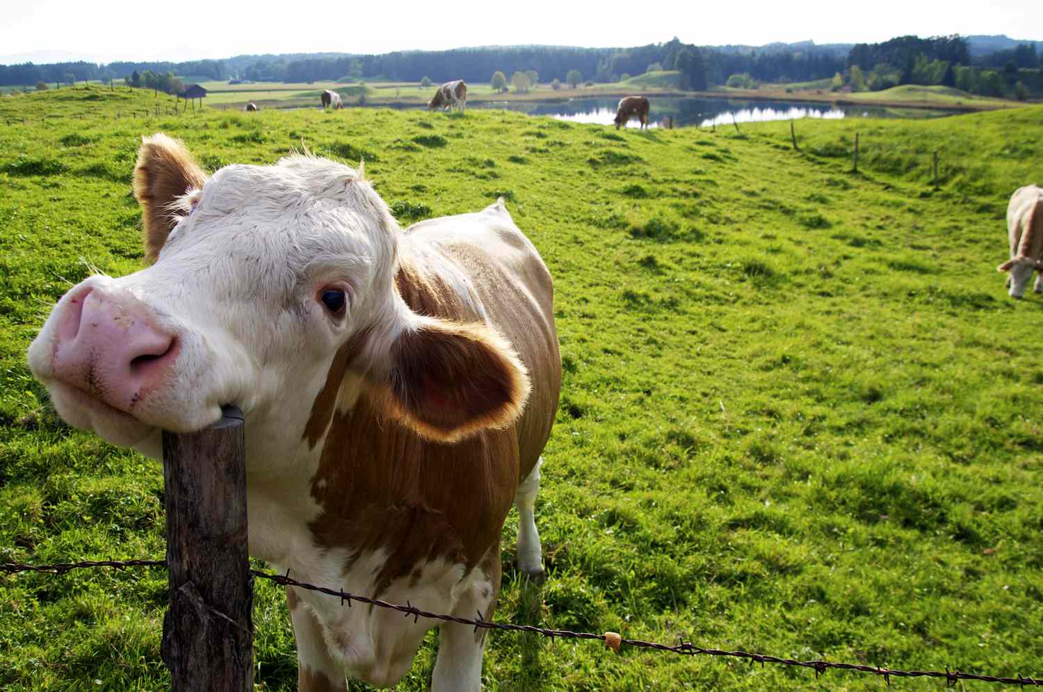 These Animal Welfare Guidelines Simply Bought Nixed