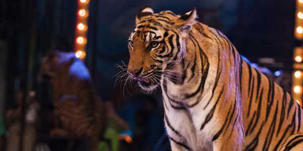 U.Okay. To Ban Wild Animals in Circuses
