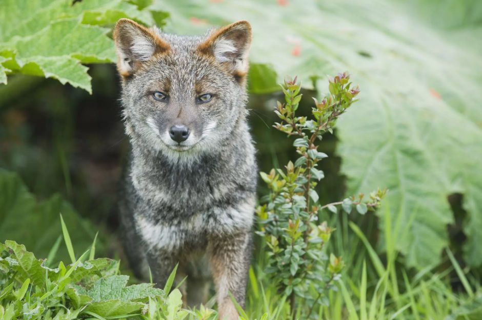 Uncommon Picture Reveals of One of many Most Elusive Creatures on Earth
