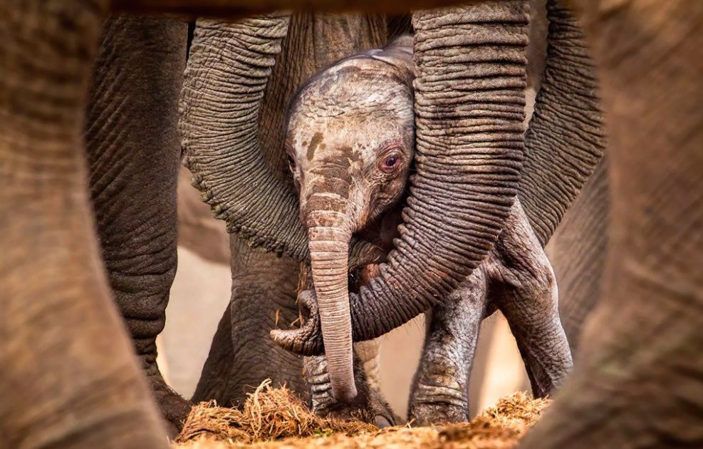 Child Elephant and His Doting Collective of Sisters, Cousins, and Aunts