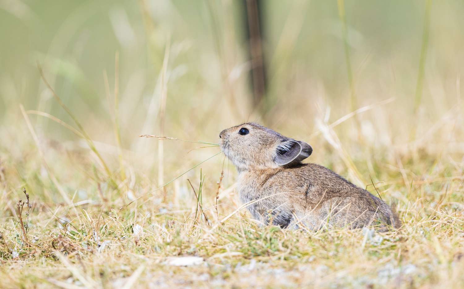 Eradication of Small Mammals Is Harming Important Ecosystems