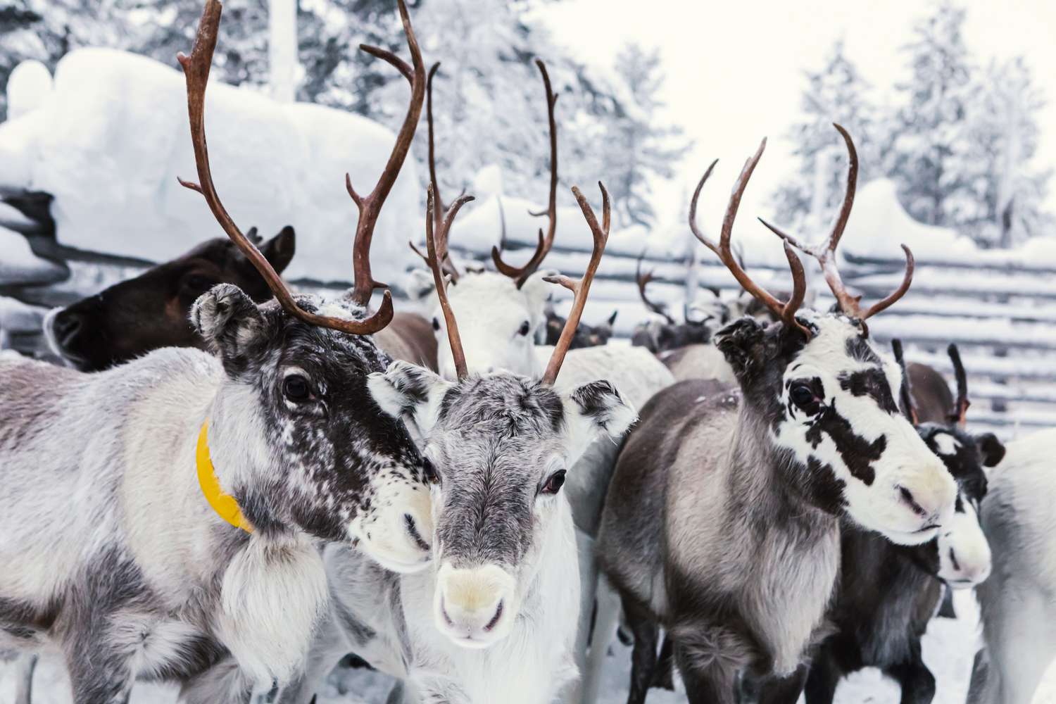 12 Stunning Details About Reindeer