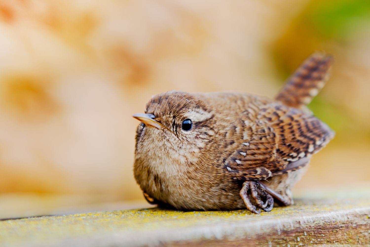 Your Home Is Killing Birds, Here is What to Do