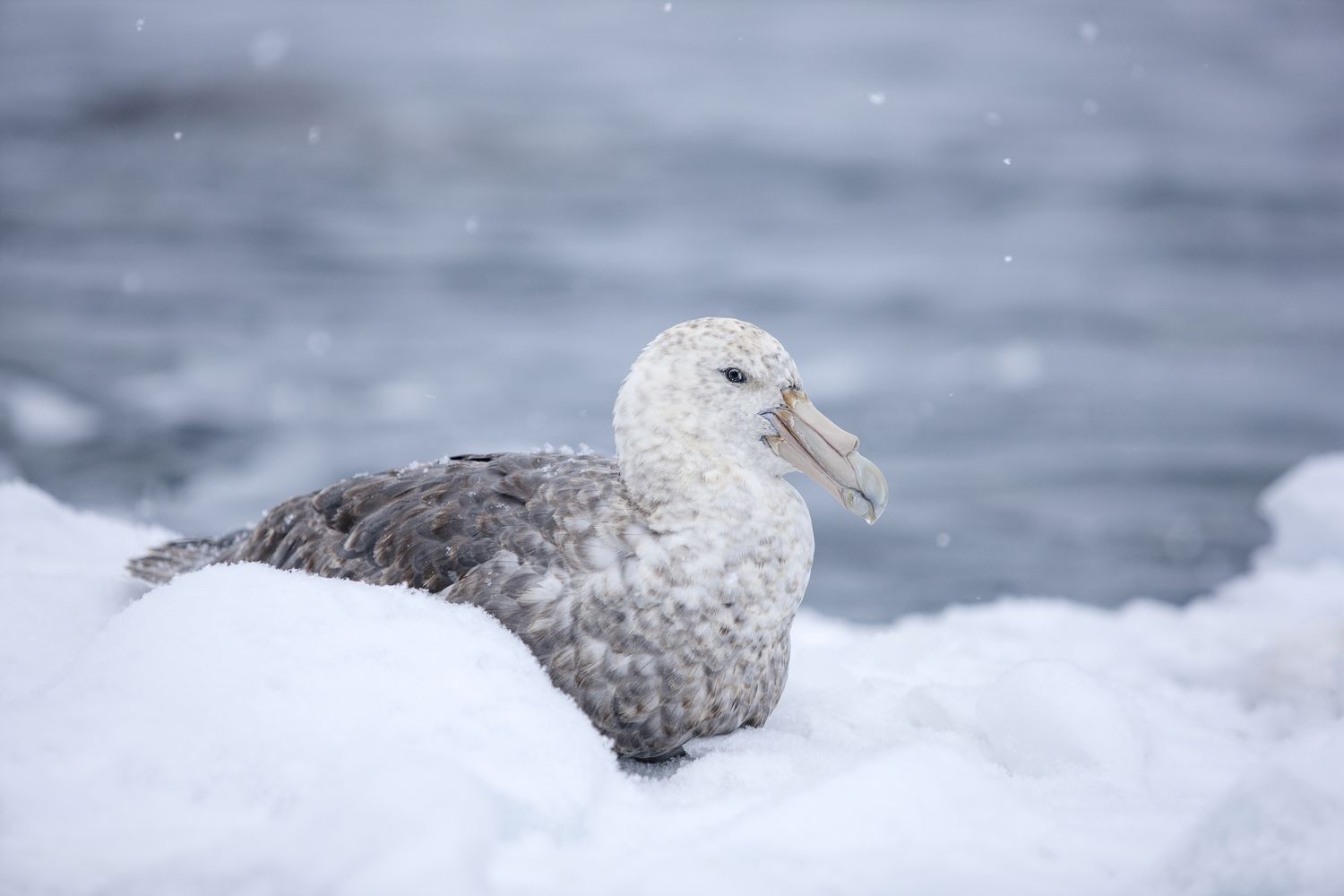 Total Populations of Antarctic Birds Did not Breed Final Yr Due to Excessive Snowstorms