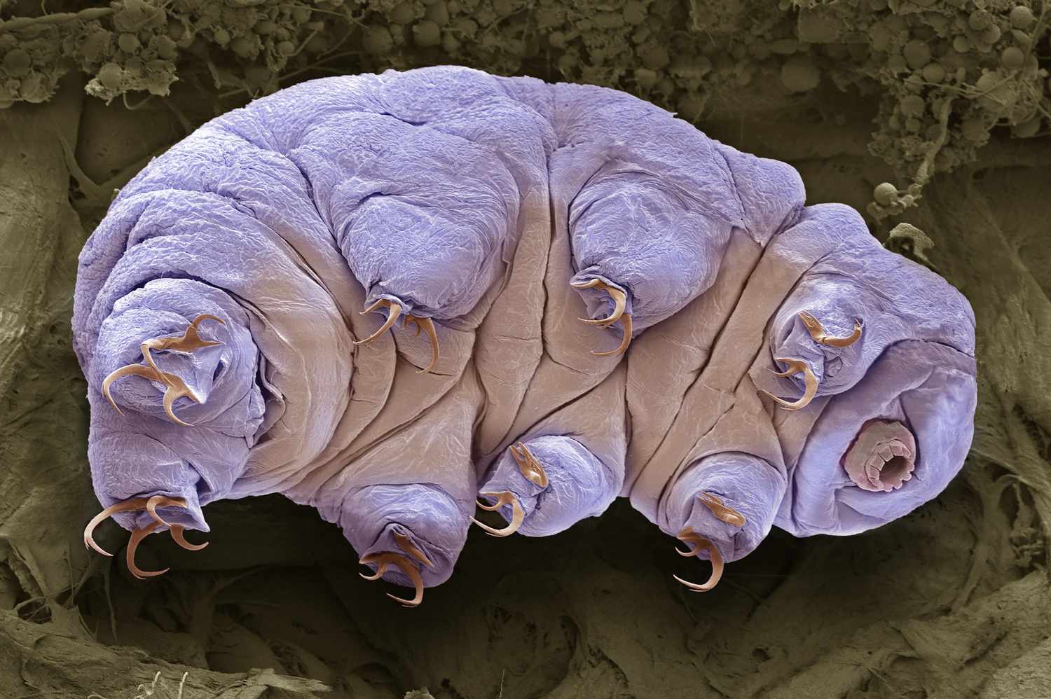 10 Info About Tardigrades